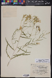 Mentzelia longiloba var. yavapaiensis image