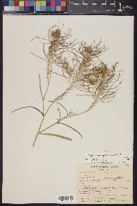 Thelypodium integrifolium image