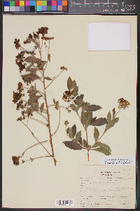 Tournefortia mutabilis image