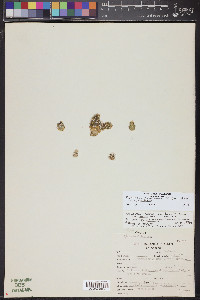 Pediocactus peeblesianus subsp. peeblesianus image