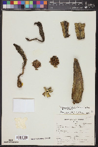 Selenicereus testudo image