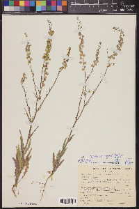 Thysanocarpus curvipes image