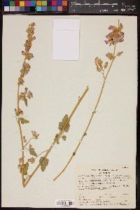 Sphaeralcea ambigua image