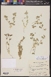 Acmispon brachycarpus image