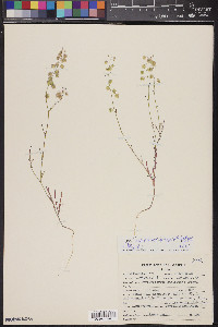 Thysanocarpus curvipes image