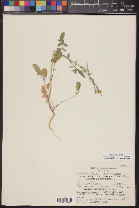 Sisymbrium orientale image