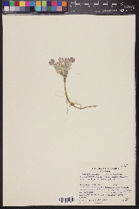 Physaria newberryi image