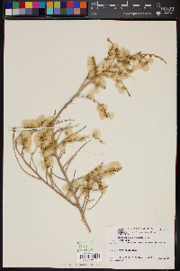 Baccharis pteronioides image