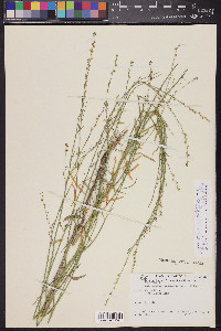 Pennellia micrantha image