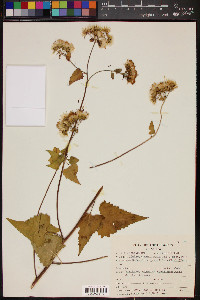 Brickellia grandiflora image