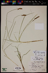 Carex agrostoides image