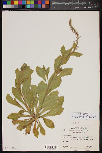 Oenothera curtiflora image