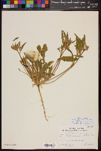 Oenothera californica image