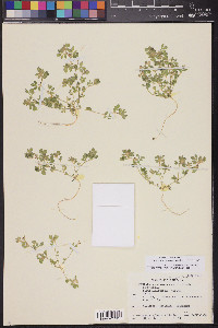 Acmispon brachycarpus image