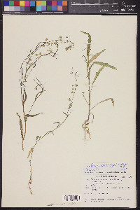 Thysanocarpus curvipes image