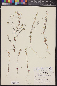 Thysanocarpus curvipes image