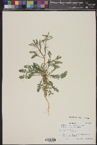 Lepidium thurberi image