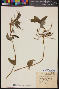 Tournefortia volubilis image