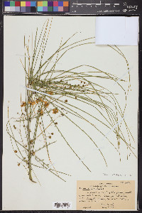 Parkinsonia aculeata image