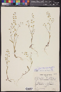 Thysanocarpus curvipes image