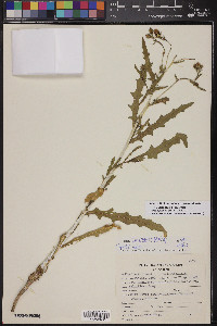 Mentzelia longiloba var. yavapaiensis image