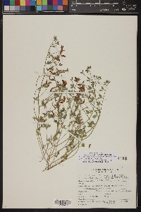 Acmispon wrightii image