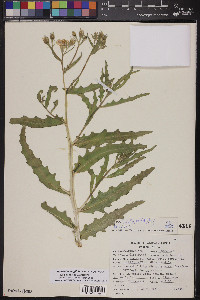 Mentzelia longiloba var. yavapaiensis image