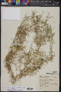 Triplateia moehringioides image