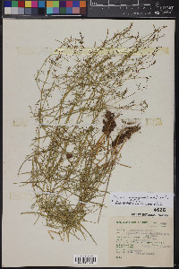 Triplateia moehringioides image