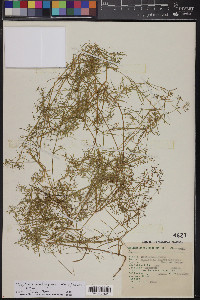 Triplateia moehringioides image