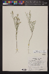 Linum aristatum image