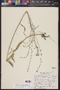 Pennellia longifolia image