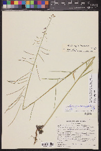 Pennellia longifolia image