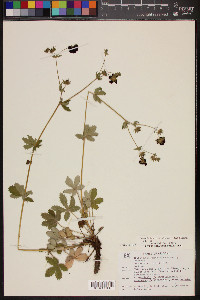 Potentilla thurberi image