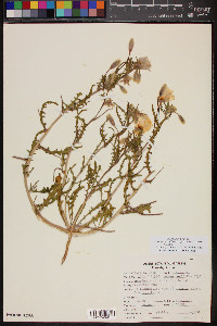 Oenothera californica image