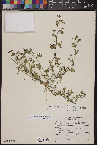 Acmispon maritimus var. brevivexillus image