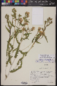 Mentzelia longiloba var. yavapaiensis image