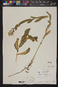 Lepidium draba image