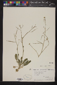 Brassica tournefortii image