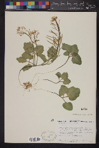 Dentaria californica image