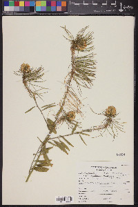 Thelypodium wrightii image