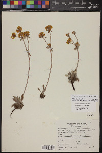 Eriogonum flavum image