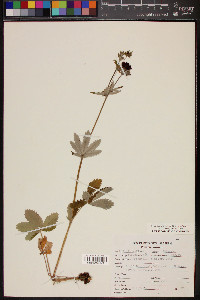 Potentilla thurberi image