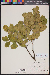 Dermatophyllum secundiflorum image