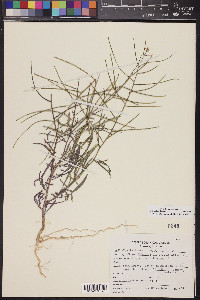 Sisymbrium orientale image