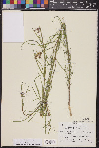 Asclepias subverticillata image