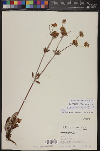 Eriogonum arcuatum var. arcuatum image