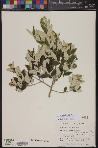 Nahuatlea hypoleuca image