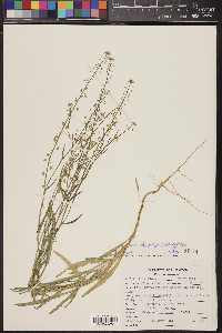 Thysanocarpus curvipes image