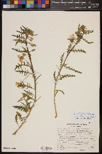 Oenothera californica image